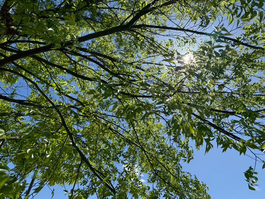 Look Up. Breathe Deep.